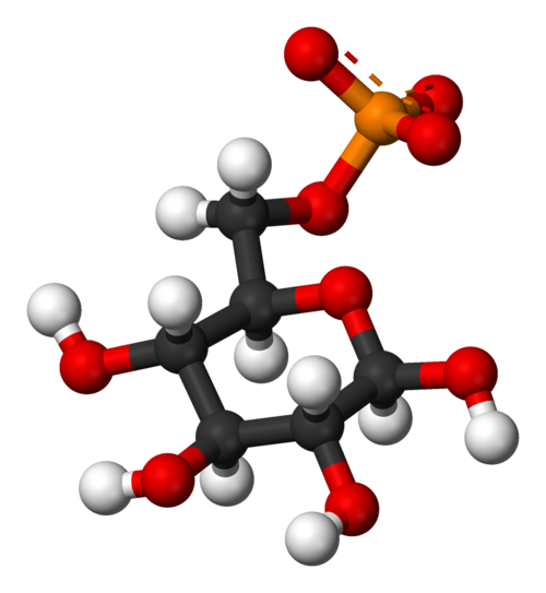 Beta-D-glucose-6-phosphate-3D-balls。(資料來源:Wikipedia)
