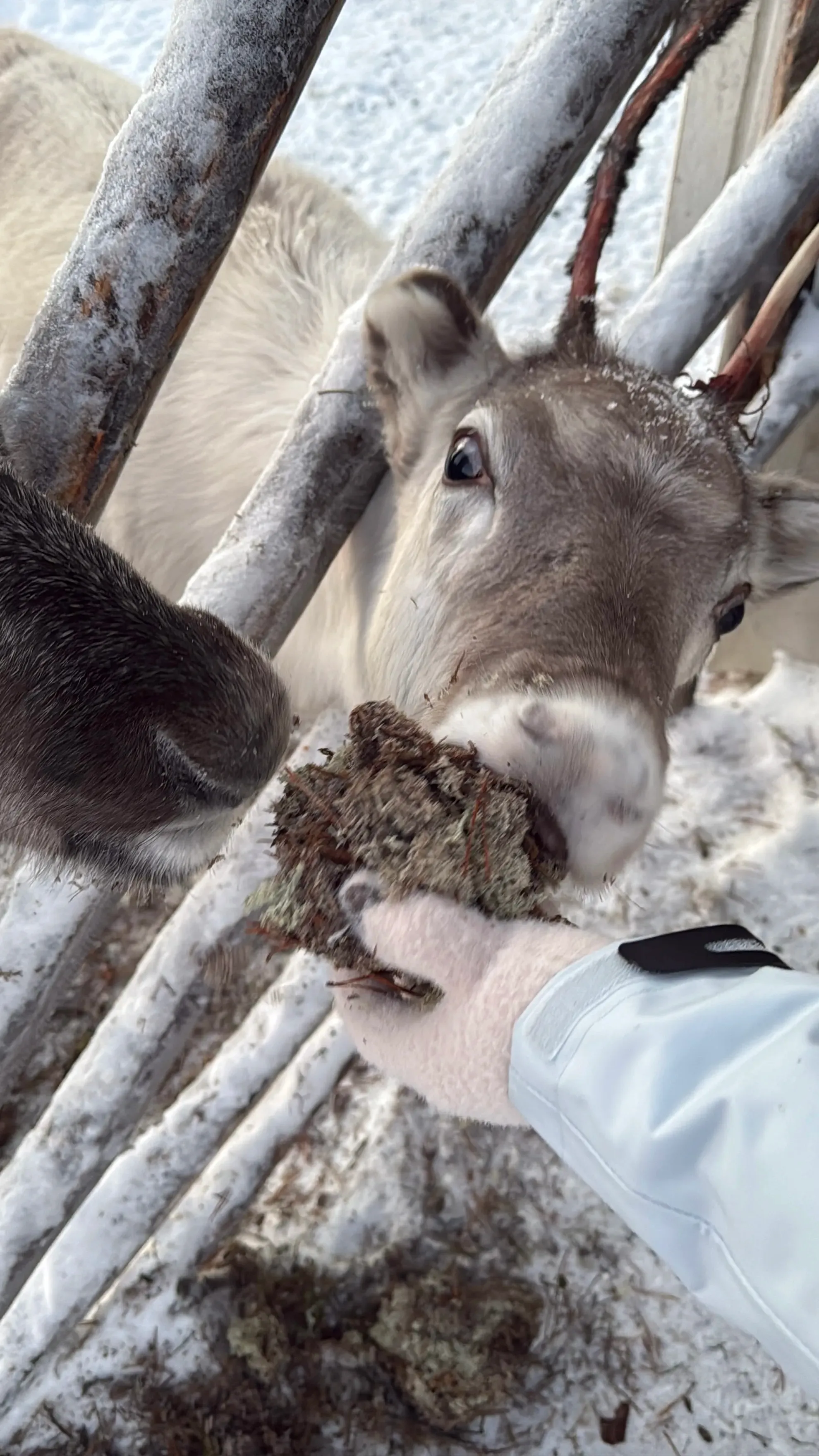 芬蘭Levi玻璃屋|漫天星空 Jacuzzi 北極光舞動 馴鹿陪食飯✨❄️💑
