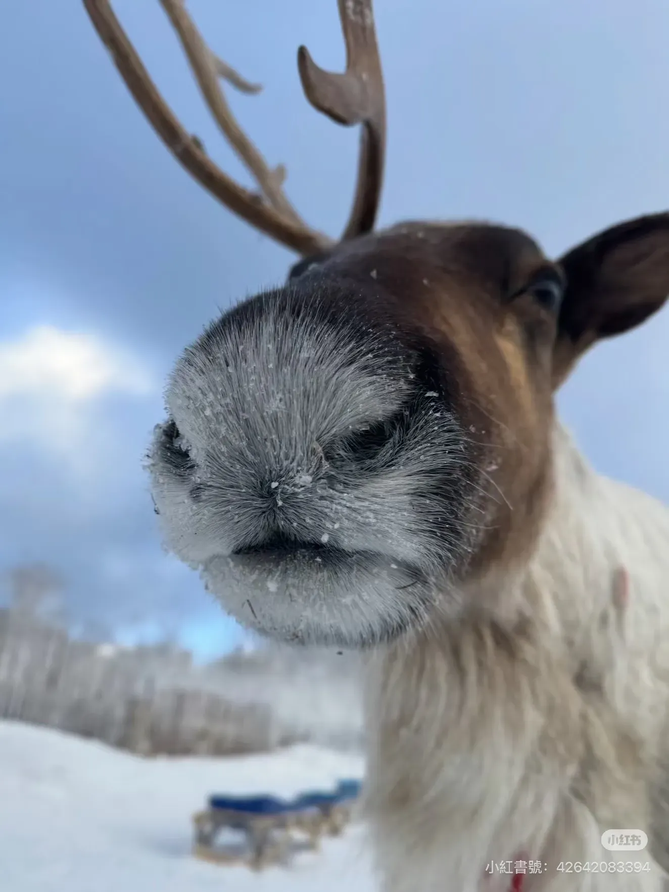 敖魯古雅一帶可見馴鹿活動，屬當地使鹿文化一部分，冬季仍可於雪地中見到馴鹿蹤影。