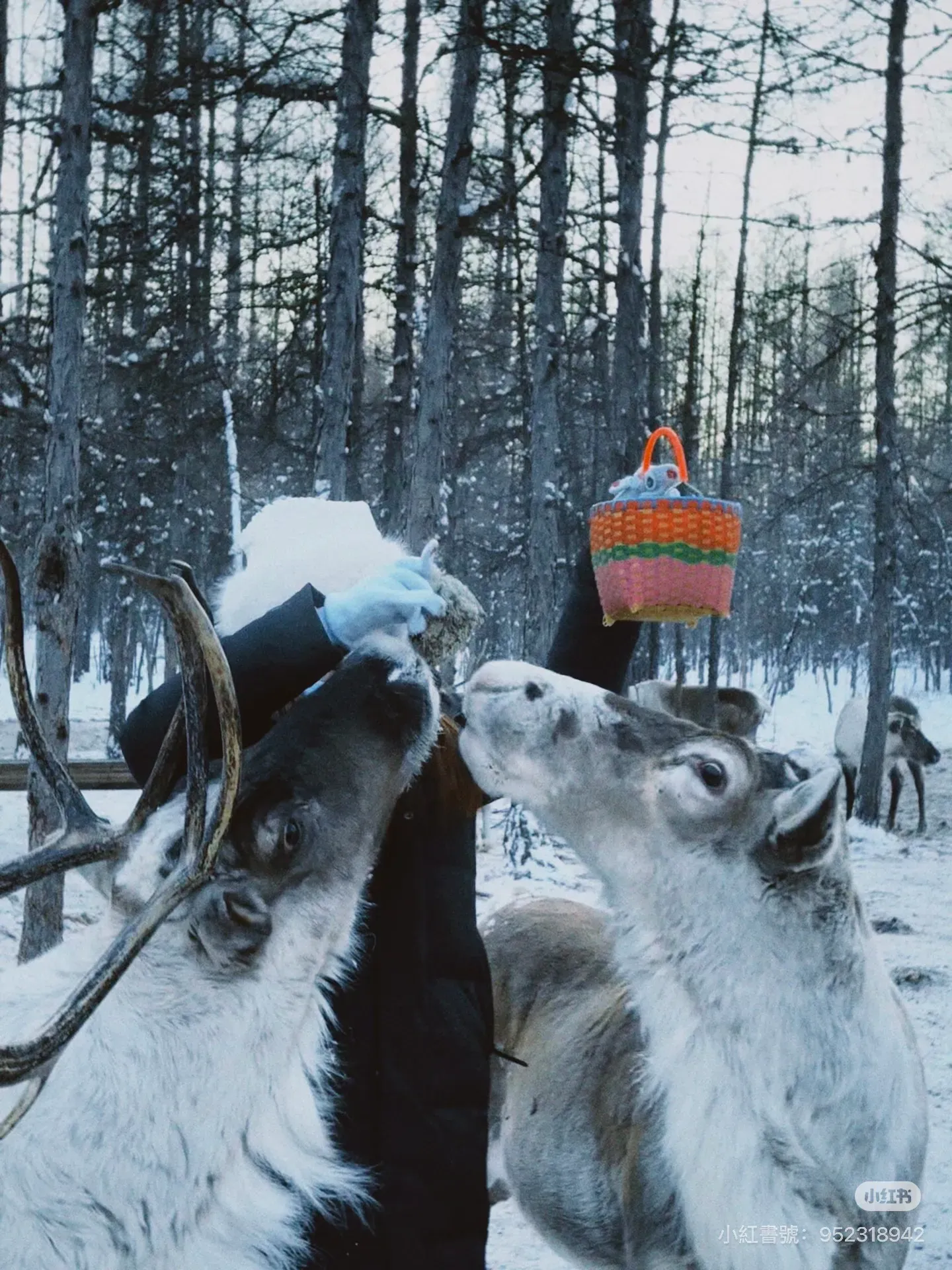 旅客可購買飼料餵飼馴鹿，屬敖魯古雅地區常見體驗之一，需於指定範圍內進行。