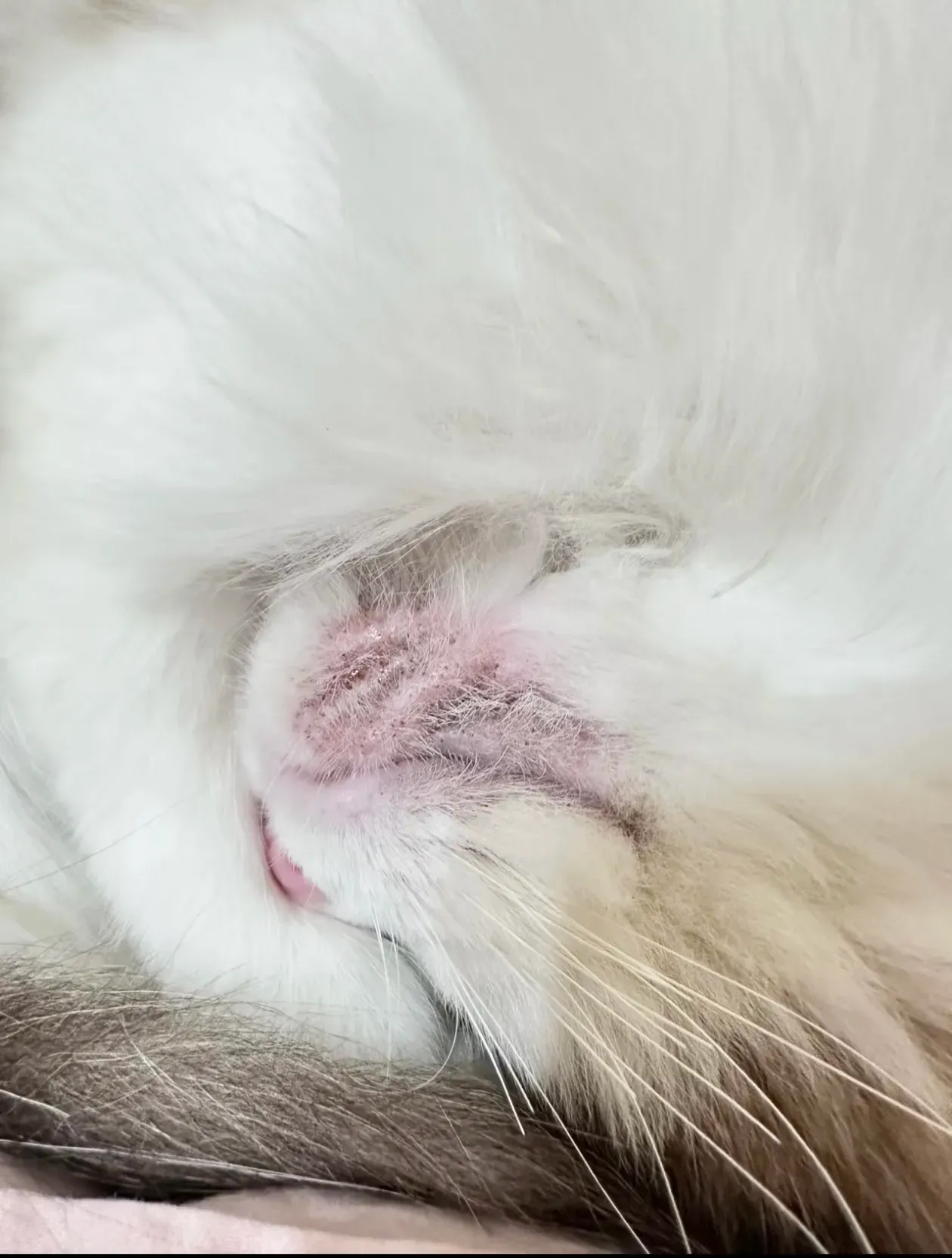 常見於下巴毛囊位置出現黑色粒狀或塊狀分泌物，嚴重時可伴隨紅腫或甩毛。設計圖片