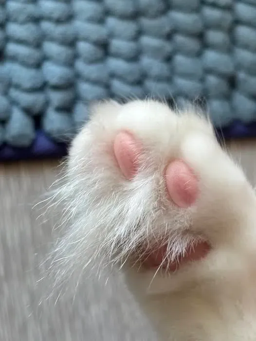 腳指毛過長，容易遮住肉球，減低抓地力，部分貓會出現滑行或甩尾情況