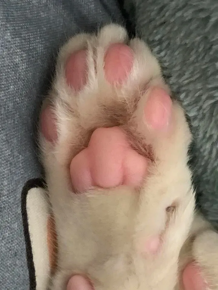 剪後露出粉紅色肉球，較易保持乾爽及清潔