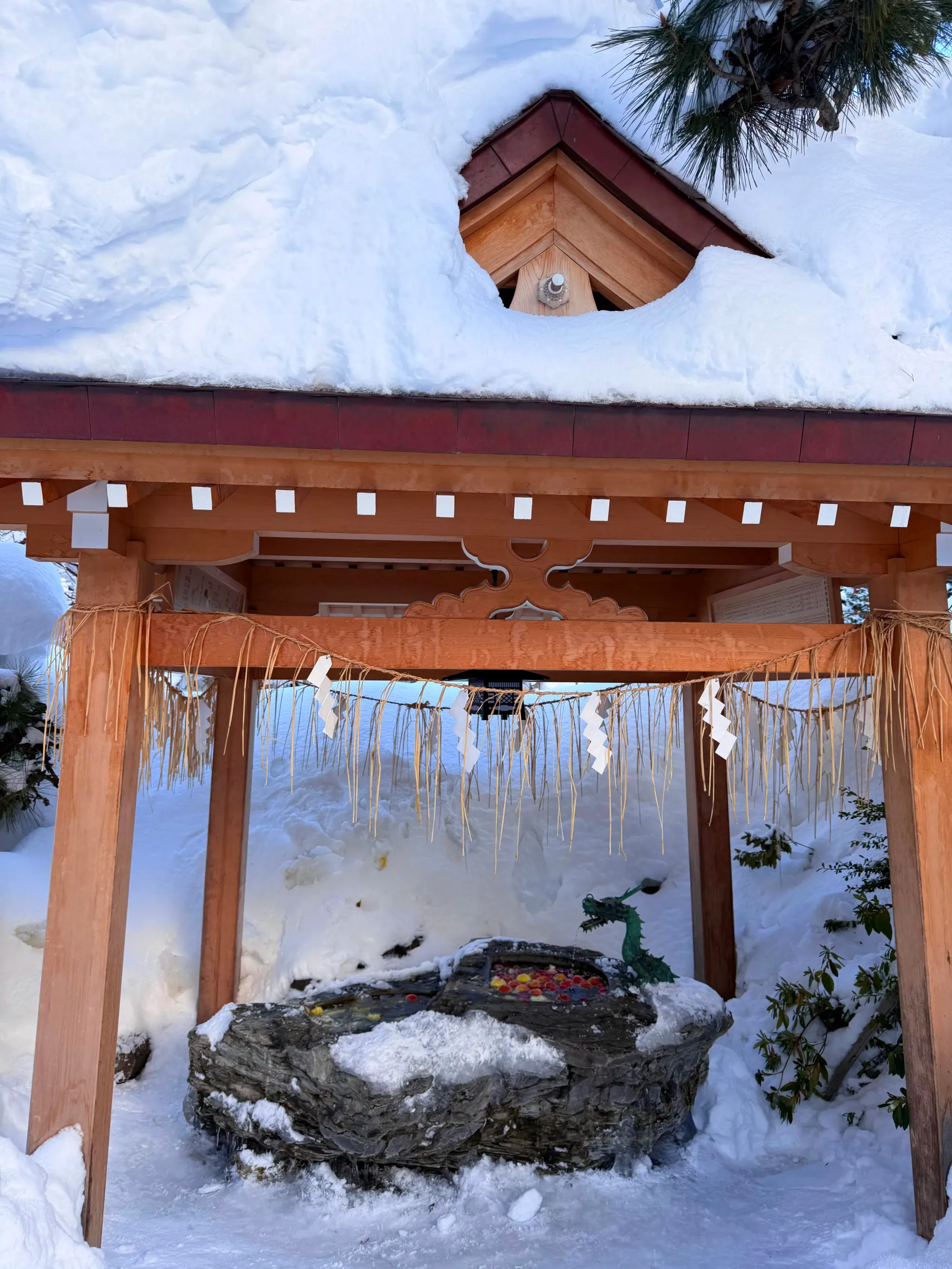 冬季薄冰覆蓋池面情況