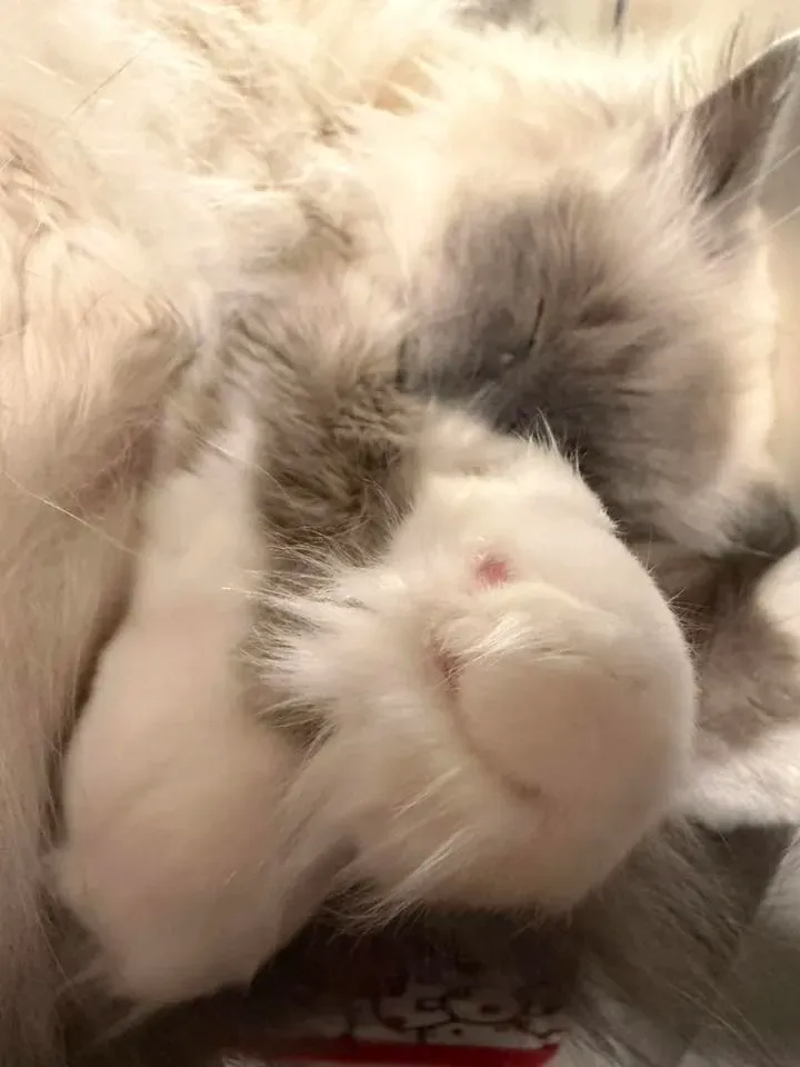 未修剪前腳毛明顯長出肉球位置，有機會影響抓地力