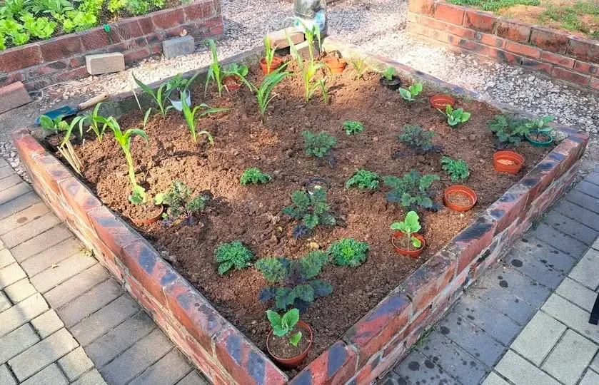 社區園圃每期約&nbsp;4&nbsp;個月，用家建議先計清楚作物生長期再落種。薯仔收成期約&nbsp;100–120&nbsp;日，時間貼近園圃期限；生菜、通菜、羽衣甘藍等葉菜類約&nbsp;2–3&nbsp;個月可收成，成功率相對較高。多位參加者亦提醒應預先培苗及規劃種植時間，避免中籤後先決定作物而浪費種植期。