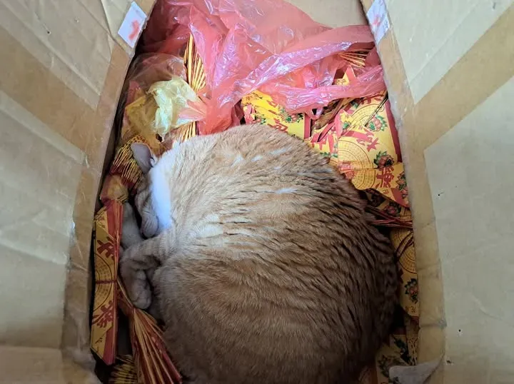 Facebook&nbsp;群組「貓咪也瘋狂俱樂部&nbsp;CrazyCat Club」中，網民胡分享愛貓瞓喺金銀衣紙上嘅照片，並特別強調「不要阿彌陀佛，她只是喜歡在這裡睡覺」，引發大量網民誤會與搞笑回應。