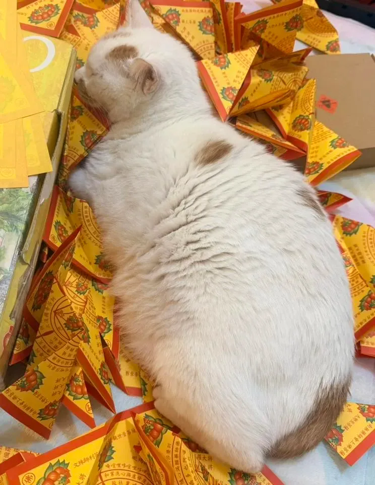 另一位網民黃享自家貓咪同樣瞓喺金銀衣紙上，姿勢安穩，引起「原來唔止一隻」嘅共鳴與討論。