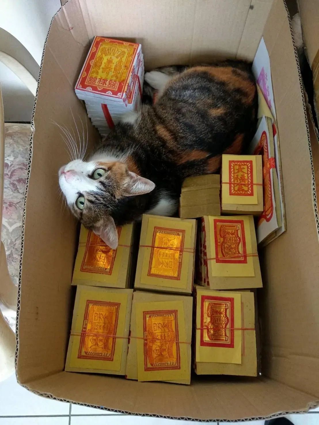 網民王留言表示，自己屋企嘅花貓同樣鍾意瞓喺金銀衣紙入面，直言「原來唔止我隻貓對金紙情有獨鍾」，引發其他貓奴共鳴。