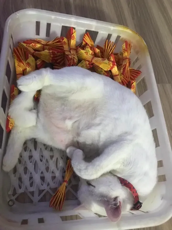 網民陳簡單回應「我家的也是😆」，顯示唔少貓咪都有類似偏好，情況相當普遍。