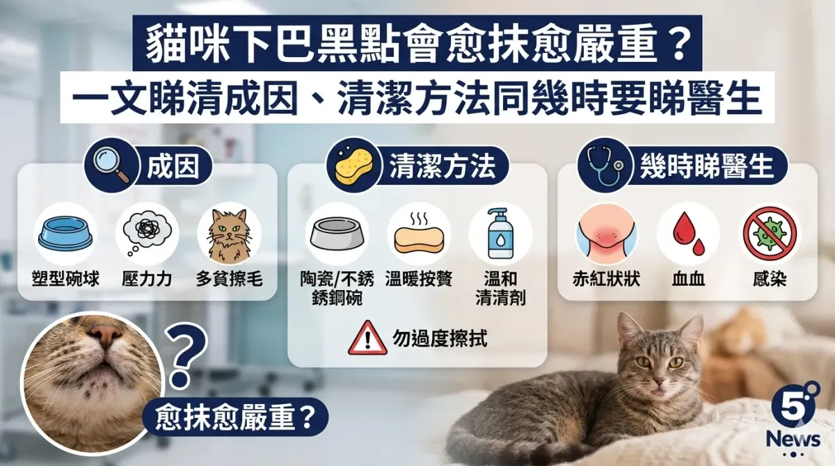 貓咪下巴黑點會愈抹愈嚴重？一文睇清成因、清潔方法同幾時要睇醫生