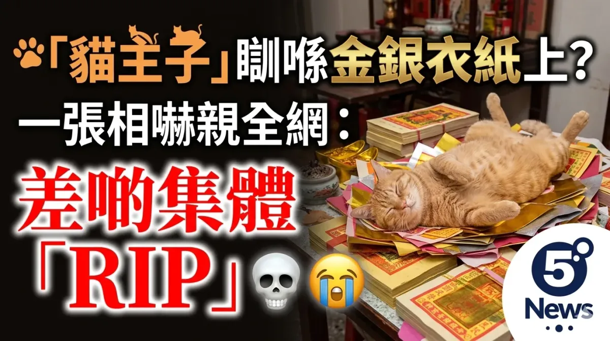 貓主子瞓喺金銀衣紙上？一張相嚇親全網：差啲集體「RIP」