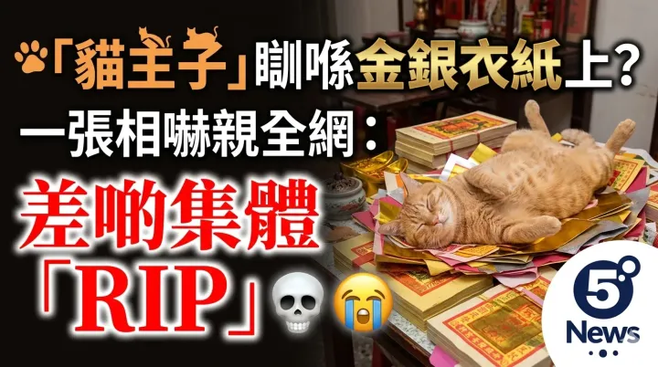 貓主子瞓喺金銀衣紙上？一張相嚇親全網：差啲集體「RIP」